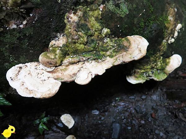 【新竹】司馬庫斯-人間密境遙遠的國度