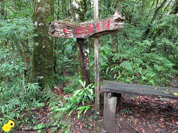 【新竹】司馬庫斯-人間密境遙遠的國度