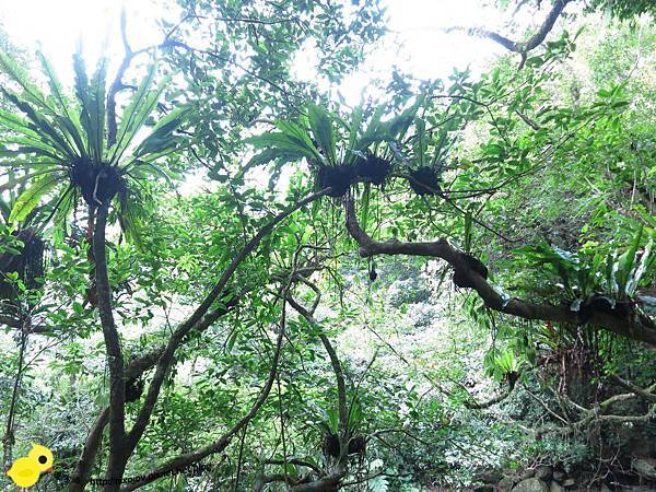 【台北 旅遊】滿月圓森林遊樂區、三峽老街一日遊