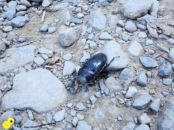 【台北 旅遊】滿月圓森林遊樂區、三峽老街一日遊