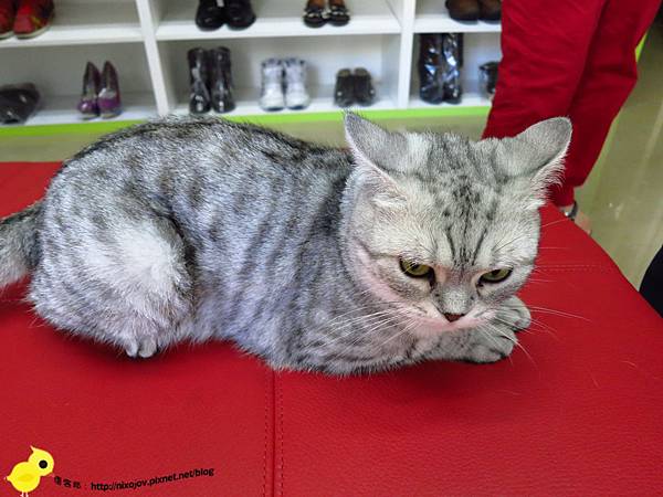 【新莊】WaWa專業洗鞋、洗包、洗帽店-完好如新之還我漂漂鞋