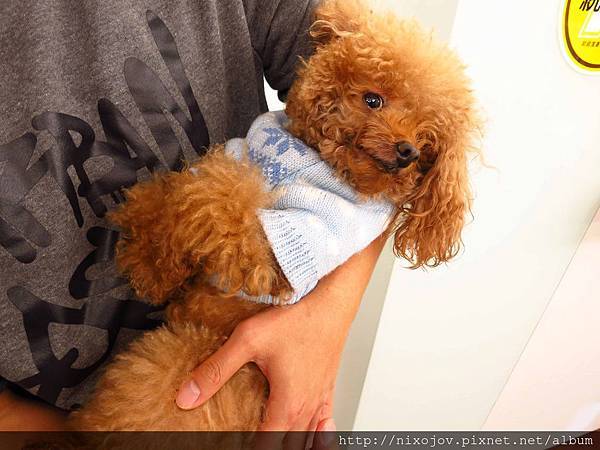 【台北】342巷咖啡-珍珠奶茶鬆餅-永春捷運站