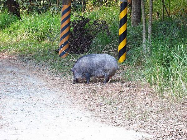 【台南】新化國家植物園-親子森林遊樂區
