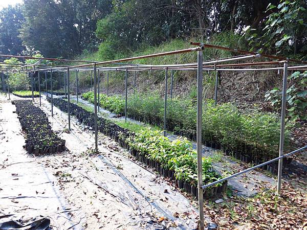 【台南】新化國家植物園-親子森林遊樂區