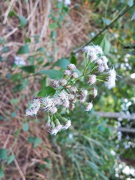【台南】新化國家植物園-親子森林遊樂區