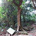 【台南】新化國家植物園-親子森林遊樂區