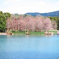 【花蓮景點】雲山水生態農莊-熱帶島嶼般的美景