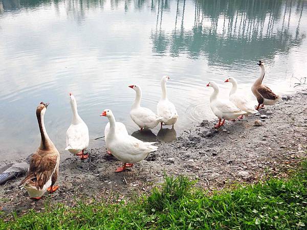【花蓮景點】雲山水生態農莊-熱帶島嶼般的美景