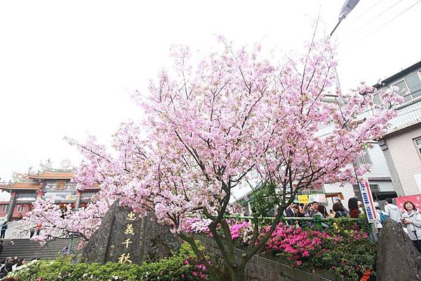 【台北淡水】淡水天元宮櫻花-三月櫻花盛開綻放