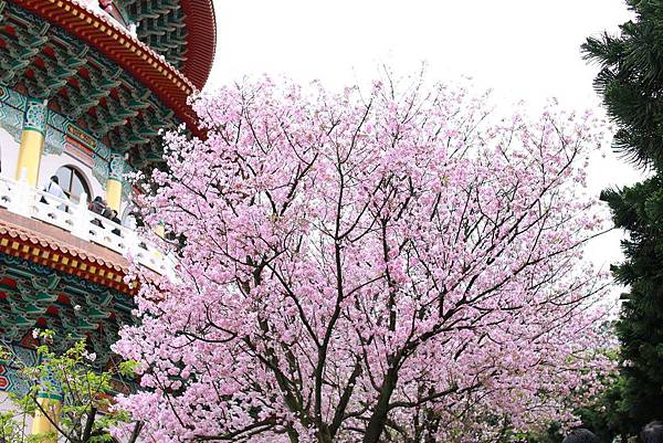 【台北淡水】淡水天元宮櫻花-三月櫻花盛開綻放