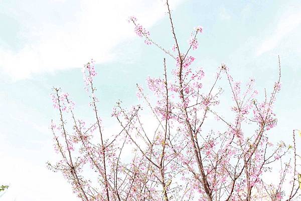 【林口】松舍養生鐵板燒-真材食料，美味加分