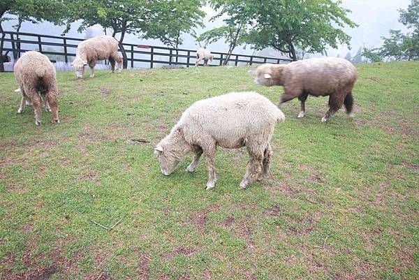 清境農場-青青草原-近距離體驗羊咩咩