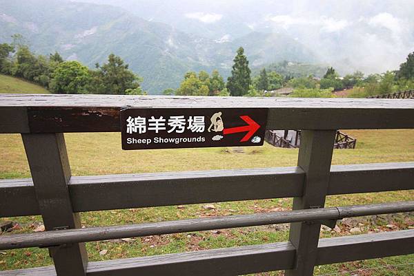 清境農場-青青草原-近距離體驗羊咩咩