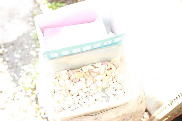 【林口】大樹下大腸包小腸-肥滋滋的香腸