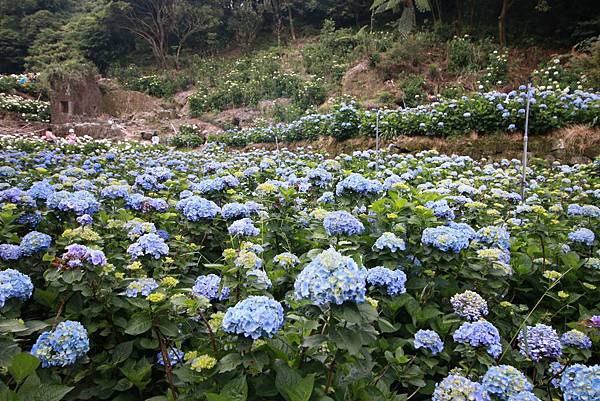 【台北旅遊】陽明山繡球花季-滿坑滿谷的繡球捧花-2015年05月花況