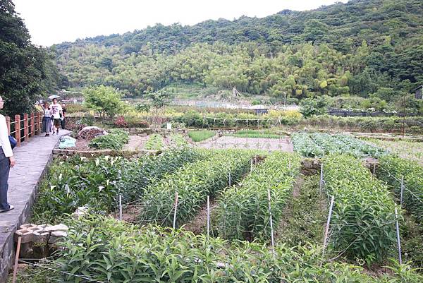 【台北旅遊】陽明山繡球花季-滿坑滿谷的繡球捧花-2015年05月花況