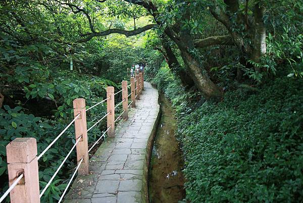 【台北旅遊】陽明山繡球花季-滿坑滿谷的繡球捧花-2015年05月花況