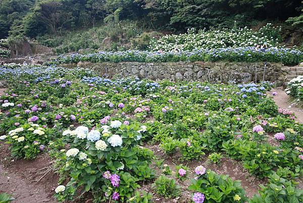 【台北旅遊】陽明山繡球花季-滿坑滿谷的繡球捧花-2015年05月花況