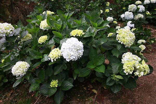 【台北旅遊】陽明山繡球花季-滿坑滿谷的繡球捧花-2015年05月花況