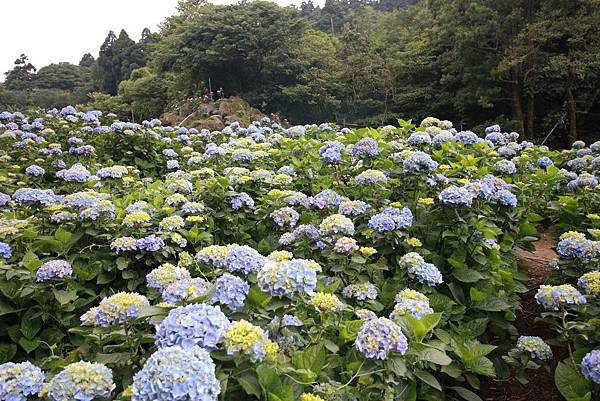 【台北旅遊】陽明山繡球花季-滿坑滿谷的繡球捧花-2015年05月花況