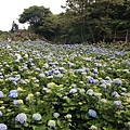 【台北旅遊】陽明山繡球花季-滿坑滿谷的繡球捧花-2015年05月花況