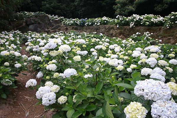 【台北旅遊】陽明山繡球花季-滿坑滿谷的繡球捧花-2015年05月花況
