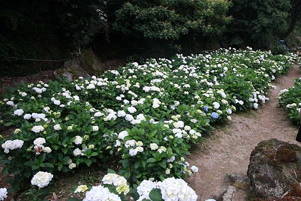 【台北旅遊】陽明山繡球花季-滿坑滿谷的繡球捧花-2015年05月花況