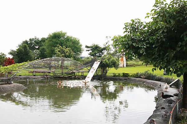 【宜蘭旅遊】鴨寮故事館-養鴨、趕鴨、吃鴨三重奏-鴨子觀光工廠