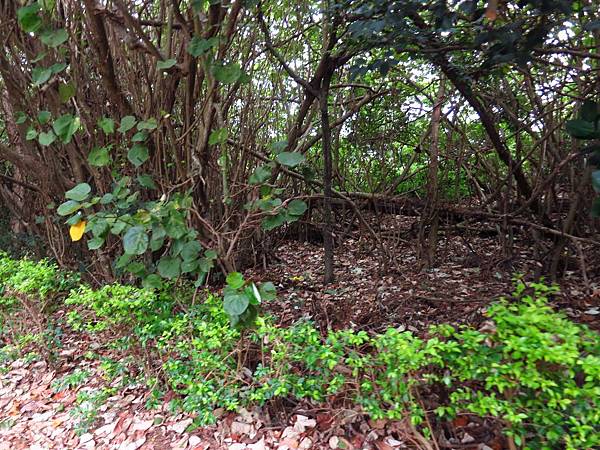【桃園旅遊景點】桃園新屋綠色走廊&&永安漁港半日遊