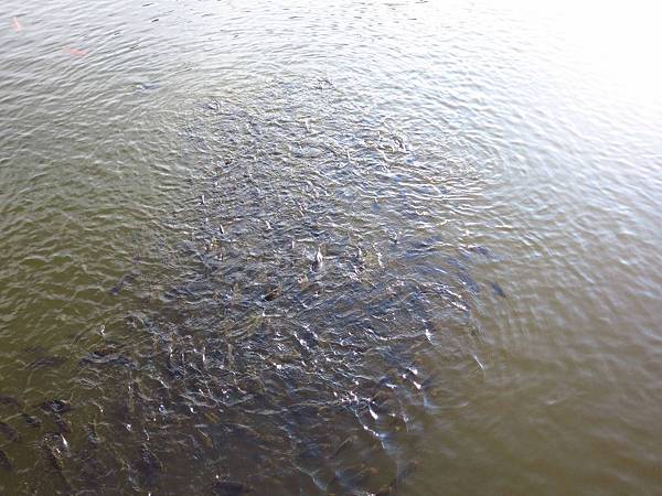 【台北旅遊】大屯山自然公園-美麗的湖畔伴隨著涼爽的微風與美麗的助航站夜景-民航局導航站