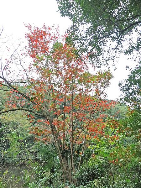 【日本東京自由行】明治神宮-美麗的日本景觀 【日本東京自由行】明治神宮-美麗的日本景觀