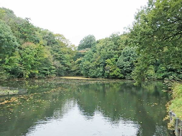 【日本東京自由行】明治神宮-美麗的日本景觀