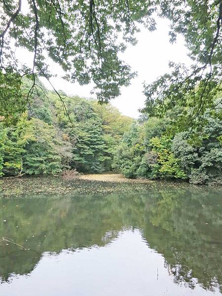 【日本東京自由行】明治神宮-美麗的日本景觀