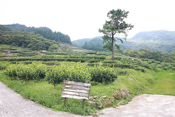 【台北旅遊】熊空茶園-深山裡的大自然景觀