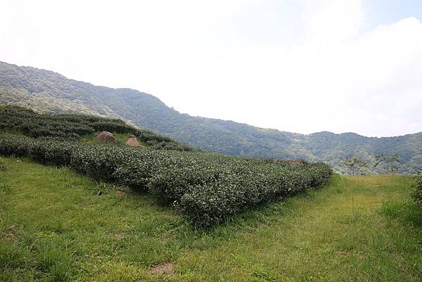 【台北旅遊】熊空茶園-深山裡的大自然景觀