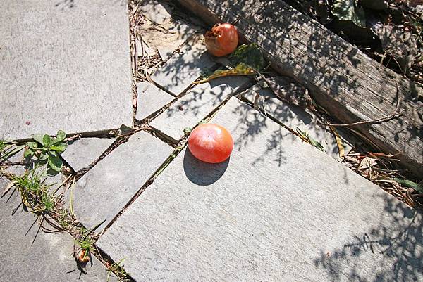 【新竹旅遊】心鮮森林莊園餐廳-假日休閒旅遊好去處