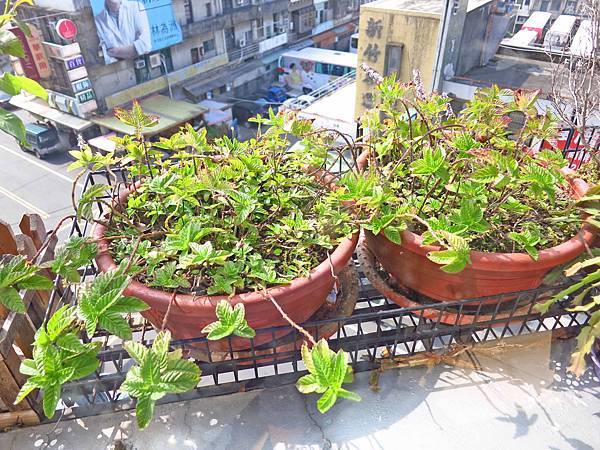 【新竹美食】關西仙草巷-關西必吃推薦美食、冰店