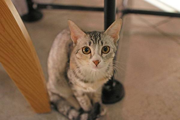 【巷弄x台北 APP】UBike文青咖啡廳懶人包(12家)