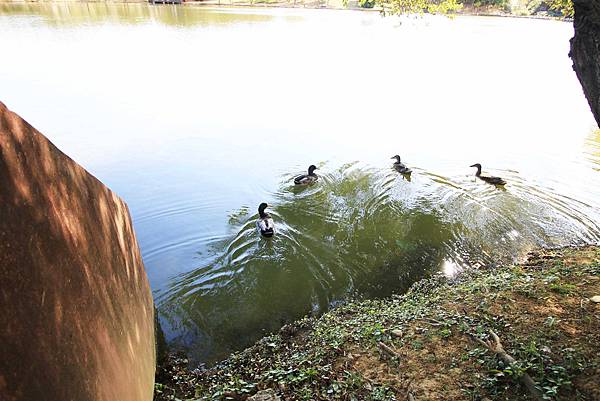 【桃園旅遊景點】八德埤塘生態公園-腹地廣大的親子公園
