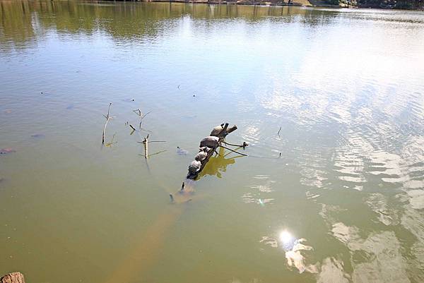 【桃園旅遊景點】八德埤塘生態公園-腹地廣大的親子公園
