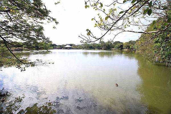 【桃園旅遊景點】八德埤塘生態公園-腹地廣大的親子公園