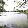 【桃園旅遊景點】八德埤塘生態公園-腹地廣大的親子公園