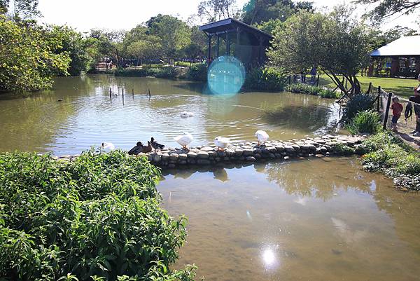 【桃園旅遊景點】八德埤塘生態公園-腹地廣大的親子公園