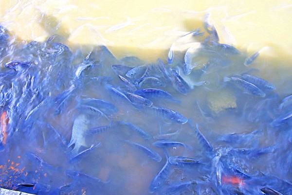 【桃園旅遊景點】八德埤塘生態公園-腹地廣大的親子公園