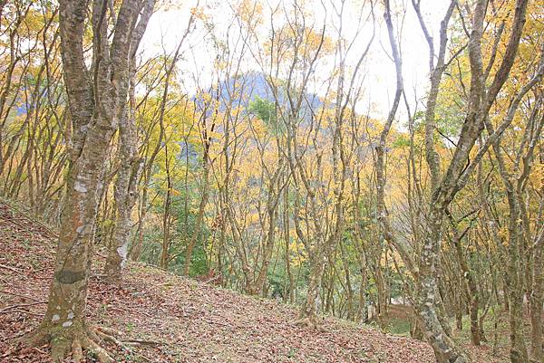 【桃園旅遊景點】桃源仙谷-桃園山中的世外桃源