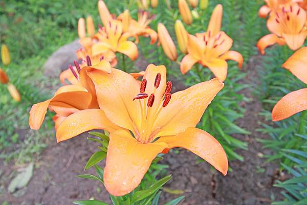 【桃園旅遊景點】桃源仙谷-桃園山中的世外桃源