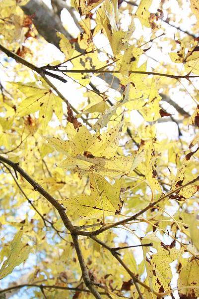 【桃園旅遊景點】桃源仙谷-桃園山中的世外桃源