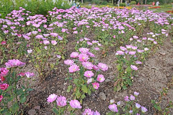 【桃園旅遊景點】桃源仙谷-桃園山中的世外桃源