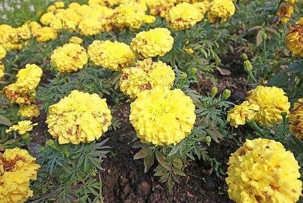 【桃園旅遊景點】桃源仙谷-桃園山中的世外桃源