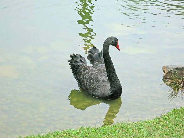 【宜蘭旅遊】明池國家森林遊樂區-流連忘返的美景